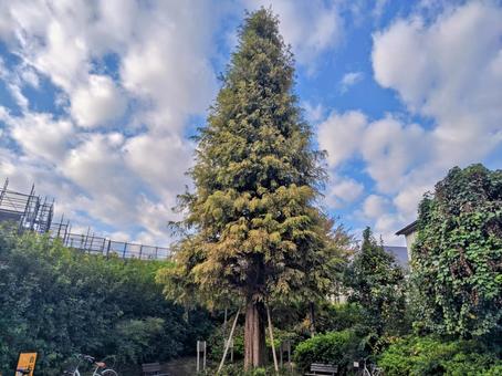 青空に届きそうな木 空,自然,背景素材の写真素材