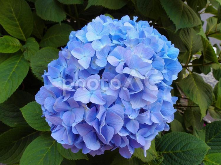 ６月のアジサイ アジサイ,あじさい,紫陽花の写真素材