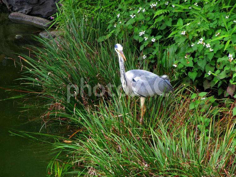 野生の青鷺（アオサギ）04 アオサギ,青鷺,野鳥の写真素材