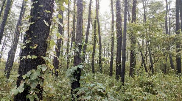 雨の森 木,森,森林の写真素材