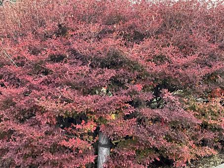 紅葉 紅葉の写真