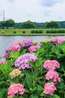 紫陽花 紫陽花,あじさい,日本寺の写真素材