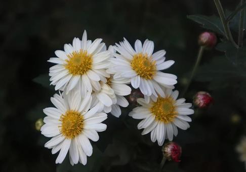 日本生まれ 小菊,花,flowerの写真素材