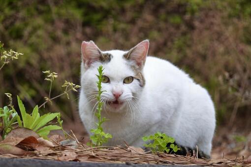 警戒するシロキジ猫 ネコ,保護猫,ニャンコの写真素材