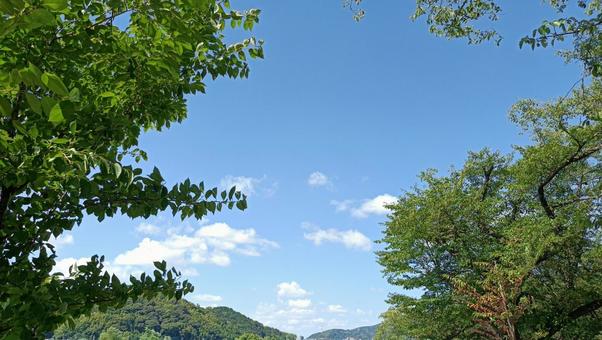 青空　見上げて 青空,森,自然の写真素材