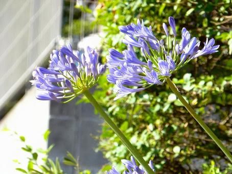 Photo, agapanthus, purple clam, blue, 