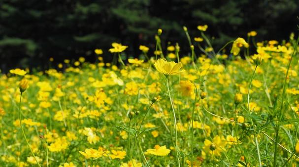 初秋のひたち海浜公園・黄花コスモスの花畑 初秋のひたち海浜公園・黄花コスモスの花畑 初秋,国営ひたち海浜公園,黄色の写真素材