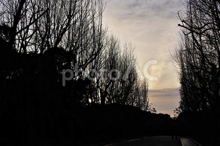 早春の夕暮、プラタナスの小径 プラタナス,夕暮,小径の写真素材