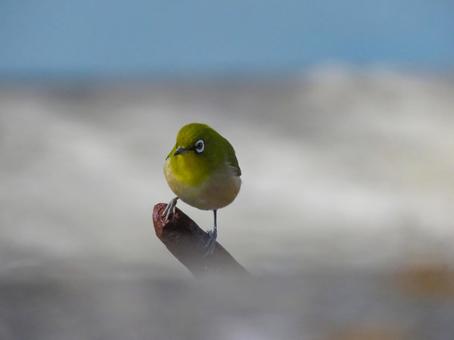 A Japanese white-eye resting on the tip of a rusty rebar, JPG A Japanese white-eye resting on the tip of a rusty rebar, JPG