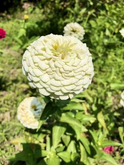 百日草 白 百日草 白の写真