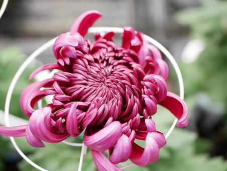 菊 菊の写真