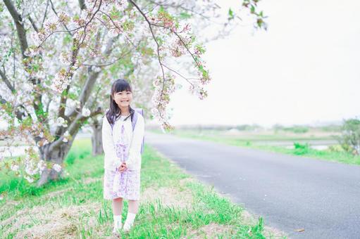 桜が咲く中登校する小さな女の子 自然,学校,成長の写真素材