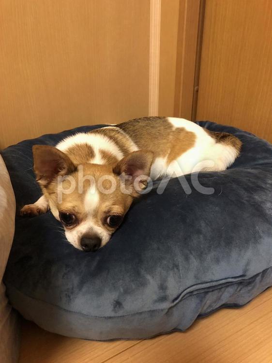くつろぐチワワ チワワ,犬,かわいいの写真素材