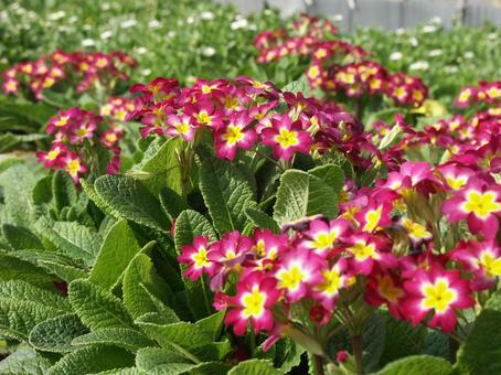 プリムラ　咲く風景 プリムラ,冬春,花色豊富の写真素材