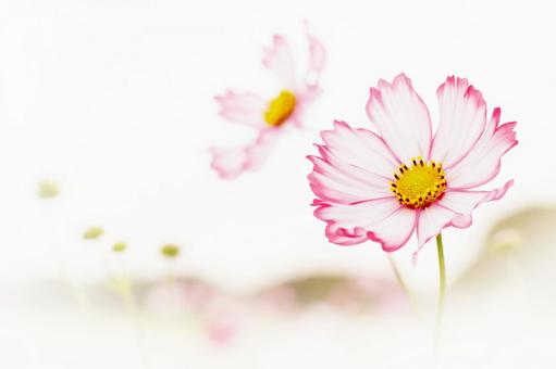 ふんわり秋桜 ピコティ ふんわり秋桜 ピコティの写真
