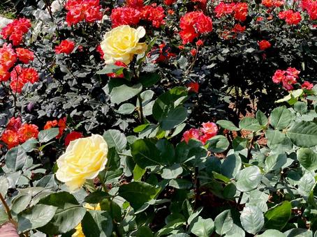 バラ バラ,ローズ,花びらの写真素材