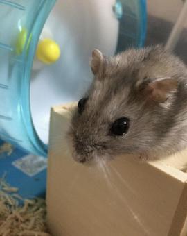 ジャンガリアンハムスターの写真