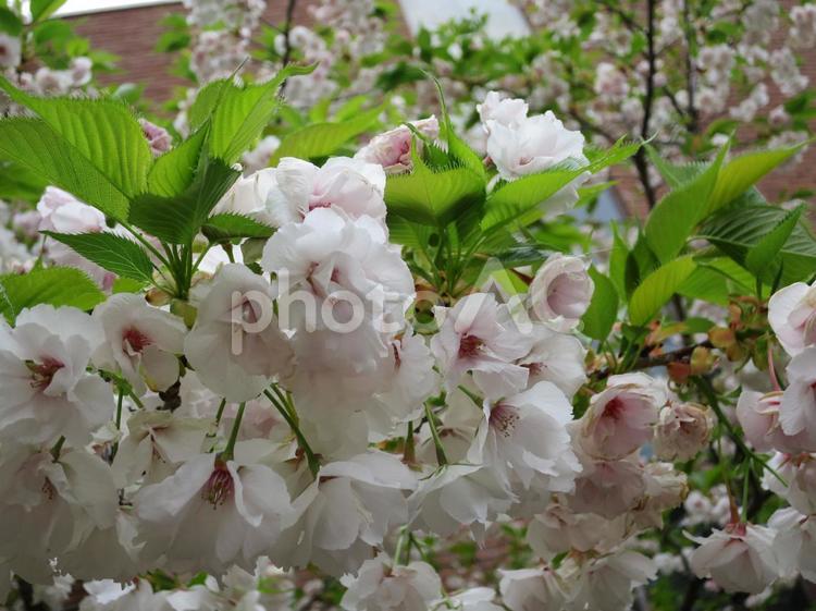桜の花 さくら,サクラ,春の写真素材