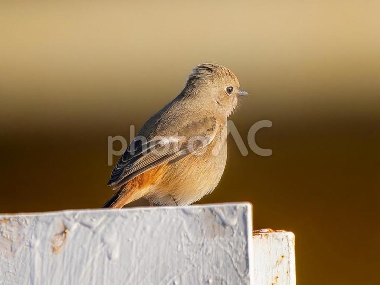 鉄柱にとまるジョウビタキのメス ジョウビタキ,ジョビコ,ジョウビタキのメスの写真素材
