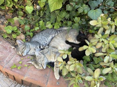 Photo, cat, kitten, a sibling, 