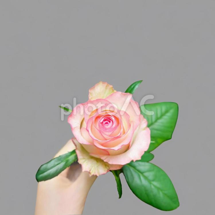 白ピンク薔薇切り抜き２ 花,薔薇,ピンクの写真素材