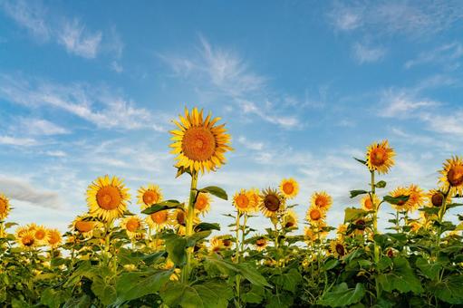 福岡-【柳川ひまわり園】 ひまわり,花,植物の写真素材