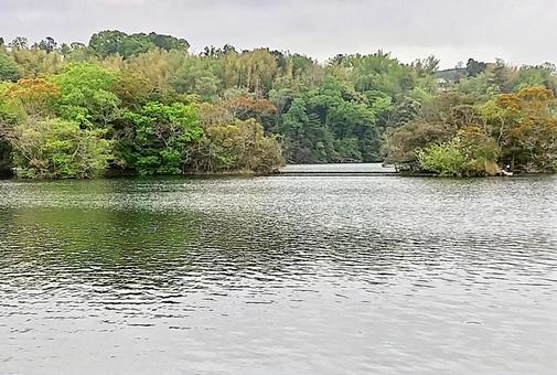 春めいた一碧湖の風 一碧湖,桜,早春の写真素材