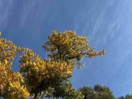 王禅寺の紅葉 木,自然,紅葉の写真素材