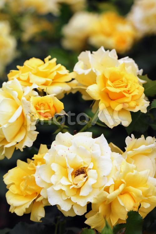 ２０２２薔薇の38 薔薇,ばら,バラの写真素材