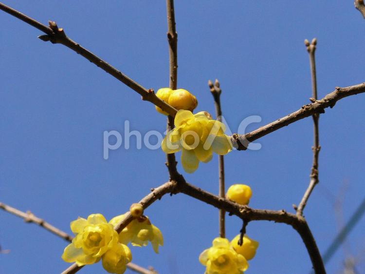 冬晴れの下、咲き始めたロウバイの花 ロウバイ,花,植物の写真素材
