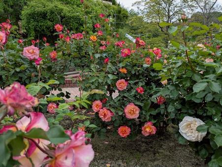 植物公園にある綺麗なバラ園 植物公園にある綺麗なバラ園の写真