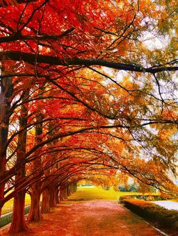 メタセコイヤ並木 並木道,紅葉,自然の写真素材