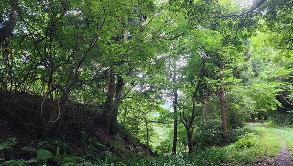 森 森 森,山,森林の写真素材