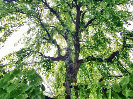 カツラの木-1 カツラの木,幹,葉の写真素材