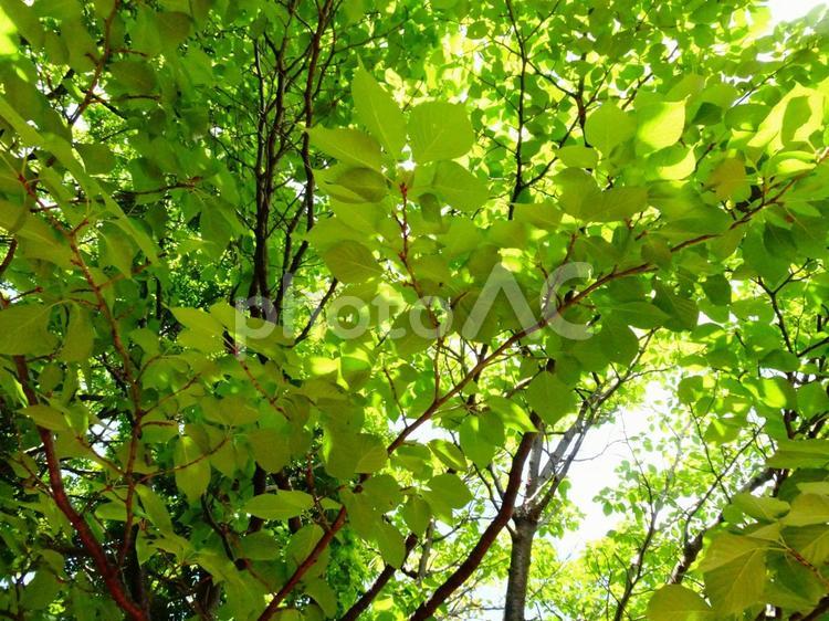 木漏れ日 日差し,夏,木漏れ日の写真素材