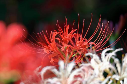 激情之花, JPG 激情之花, higambana, cluster amaryllis, flower, JPG