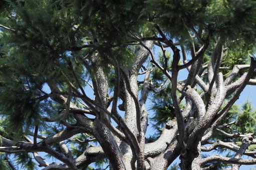 輝く松の木 松,ヨーロッパカイガンショウ,樹皮の写真素材