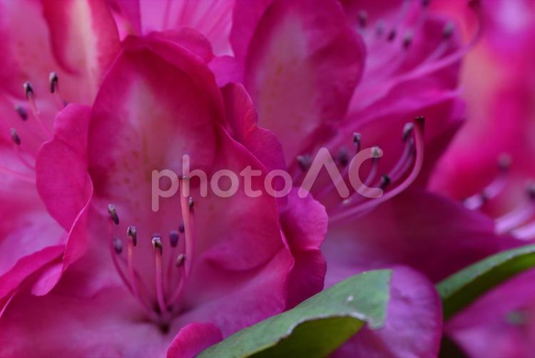 シャクナゲ(石楠花)　クローズアップ シャクナゲ,石楠花,花の写真素材