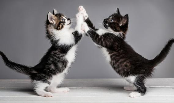 仲良く遊ぶ2匹の子猫2 仲良く遊ぶ2匹の子猫2の写真