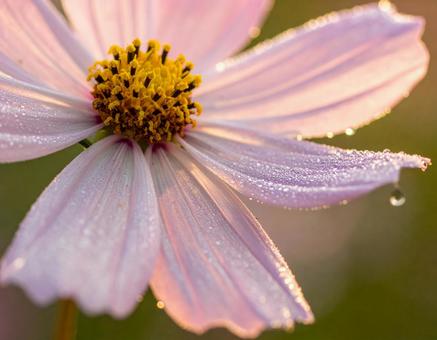 コスモスの写真