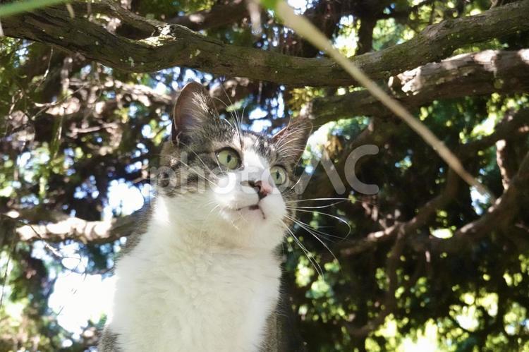 猫じゃらしを見つめるキジシロ猫 ネコ,のらねこ,動物の写真素材