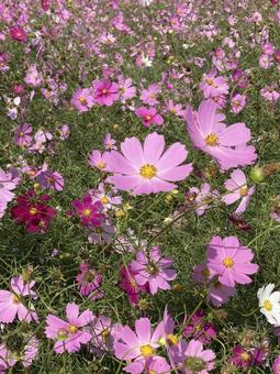 秋桜（コスモス） 秋桜,コスモス,秋の写真素材