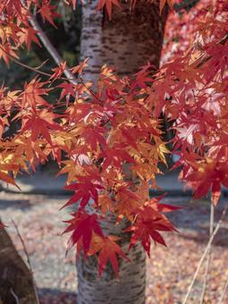 光映す紅葉の枝先 光映す紅葉の枝先 紅葉,もみじ,秋の写真素材
