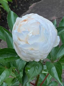 White flower, naturalmente, legno, vegetazione, JPG