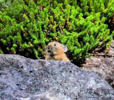 エゾナキウサギ エゾナキウサギの写真