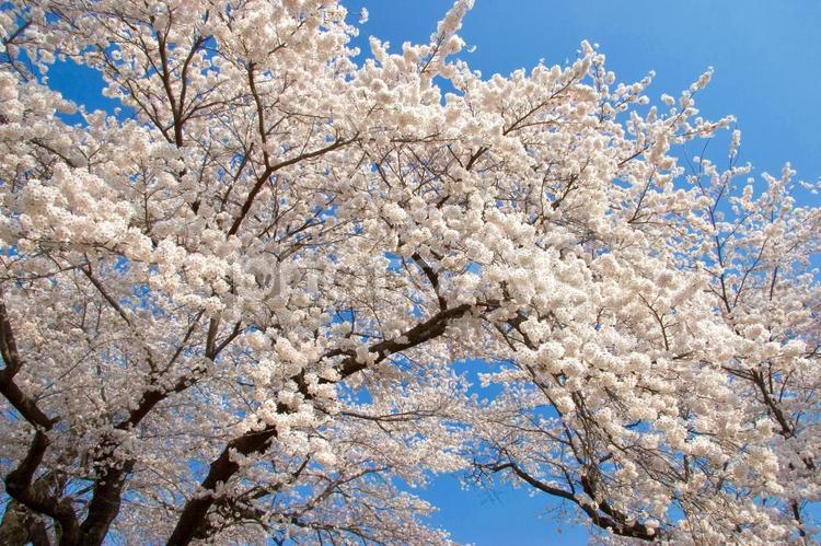 満開の桜と青空 桜,満開,青空の写真素材