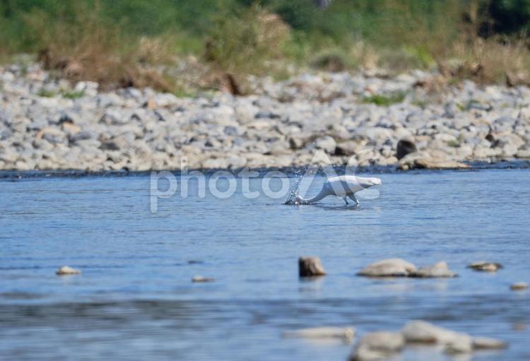 魚をとるため川に頭を突っ込む白い鷺 風景,鷺,鳥の写真素材