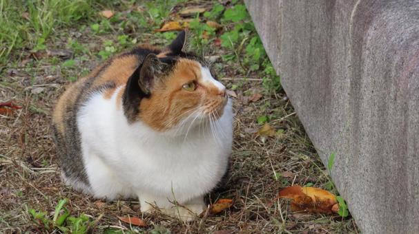 向こう側に居る雀を狙う三毛猫の視線 三毛猫,猫,視線の写真素材