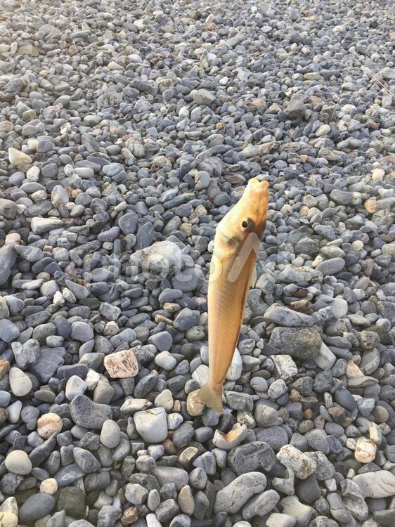 サーフで釣れたキス サーフ,釣り,キス釣りの写真素材
