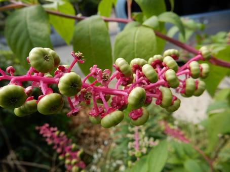 【植物写真】ヨウシュヤマゴボウ 【植物写真】ヨウシュヤマゴボウの写真